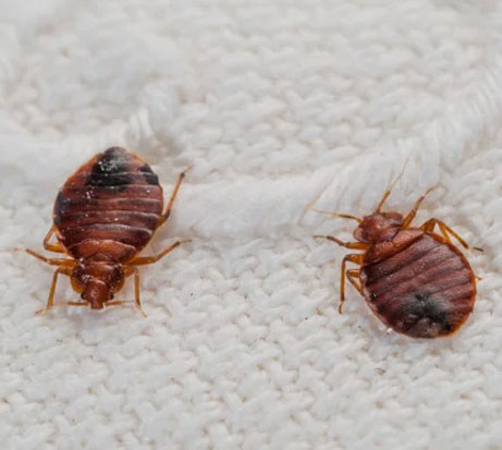 A image of bed bugs