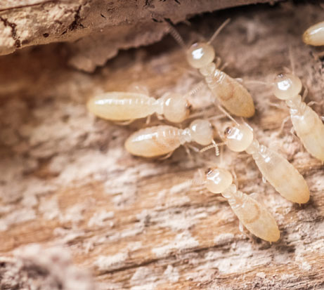 A image of termite in wood