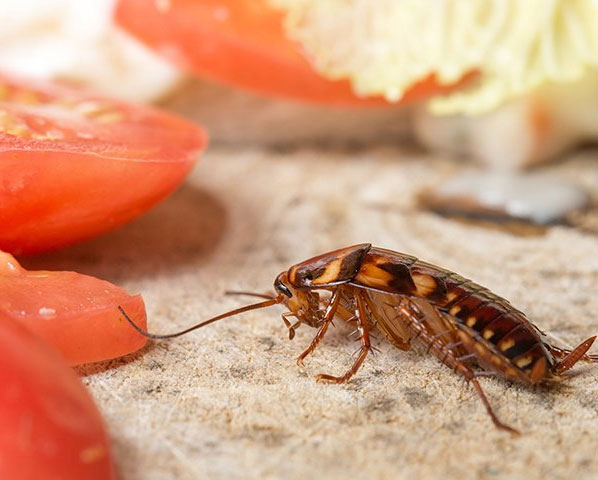 cockroach-pest-control-services-2