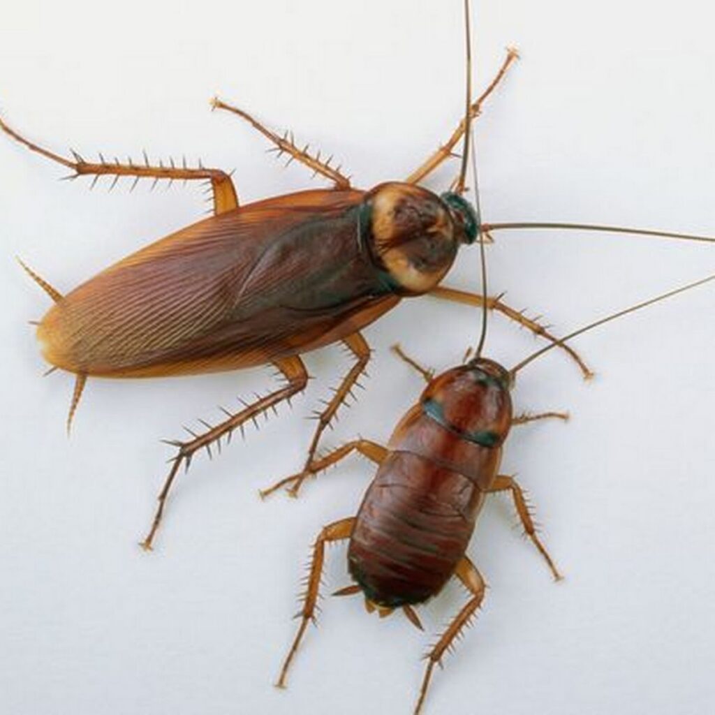 Cockroach Pest Control Services