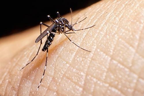 Mosquito-control-treatment